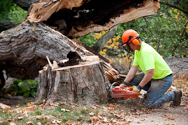 Professional Tree Service in Lumber City, GA